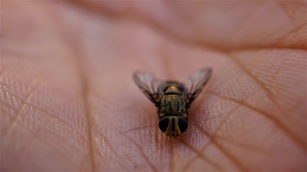 Eine Nahaufnahme von einer Fliege, die auf einer Hand sitzt.