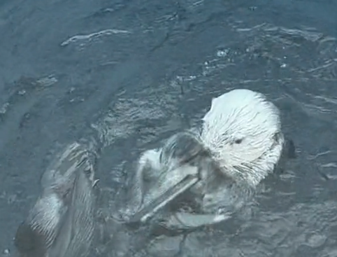 Ein Otter.