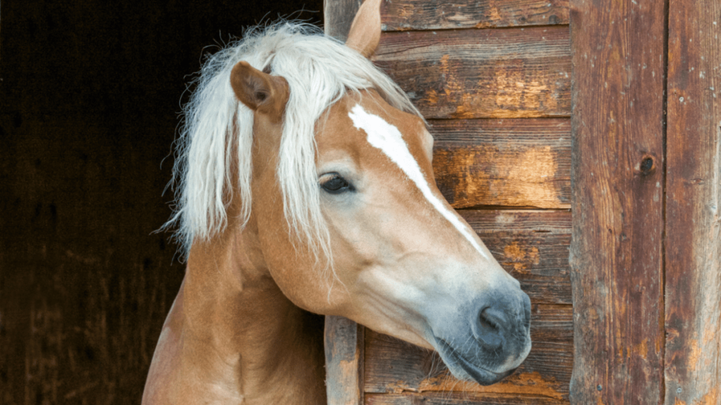 Ein Pferd mit einer Perücke, das in einer Scheune steht.