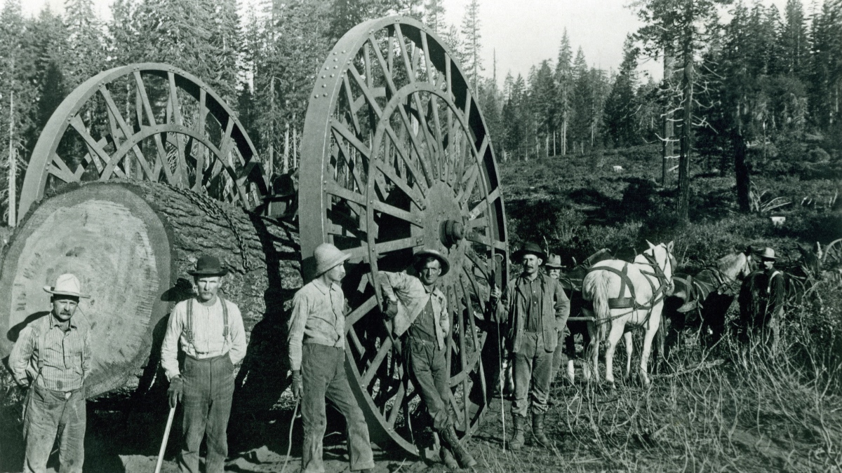 Foto von 1895 in Kalifornien. Holzfäller, die einen sehr großen Stamm transportieren.