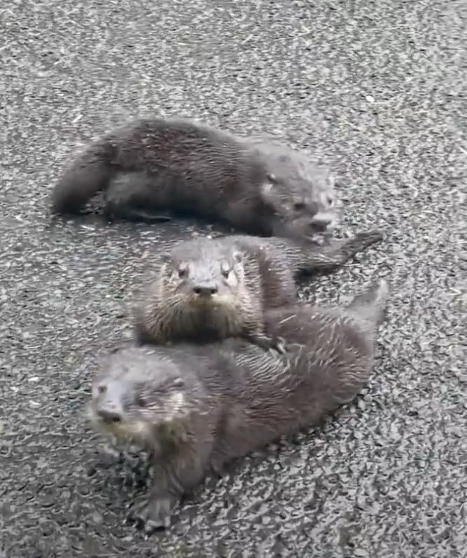 Drei Otterbabys auf einer Straße.