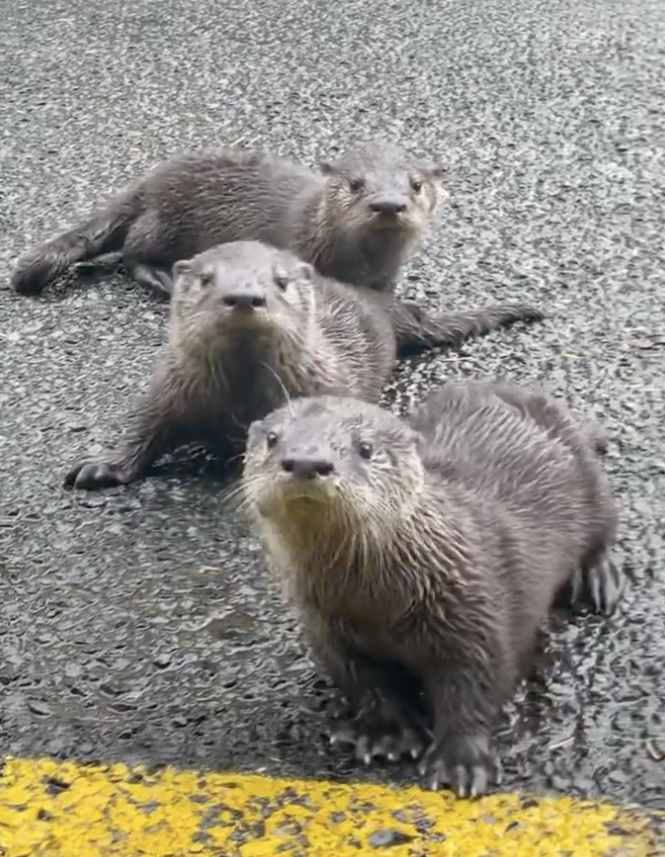 Drei Otterbabys auf einer Straße.