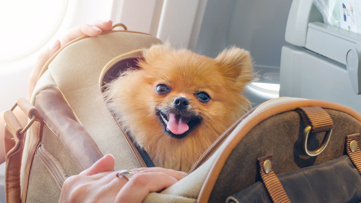 Kleiner Hund in einer Reisetasche.