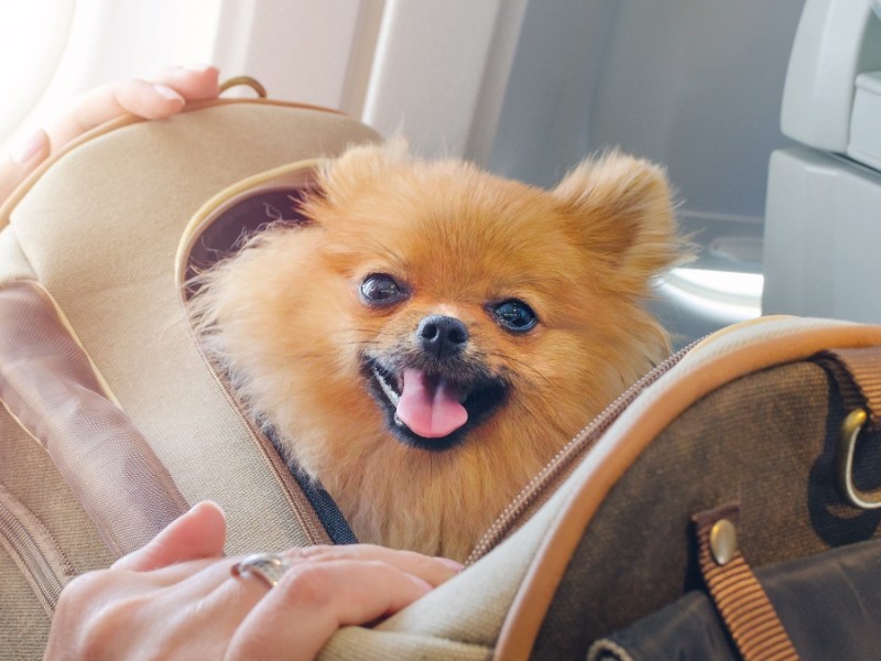Kleiner Hund in einer Reisetasche.
