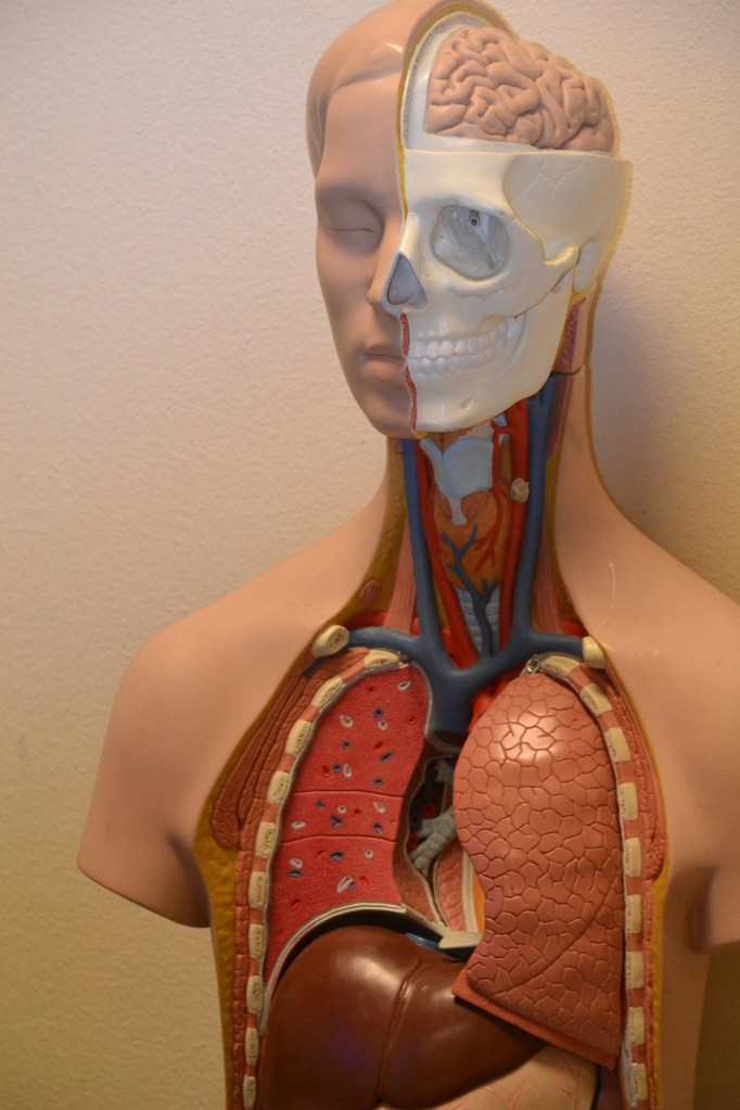 Ein anatomisches Modell von einem Menschen.