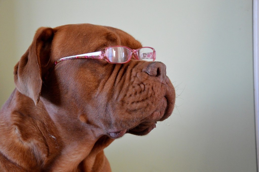 Ein Hund mit Brille