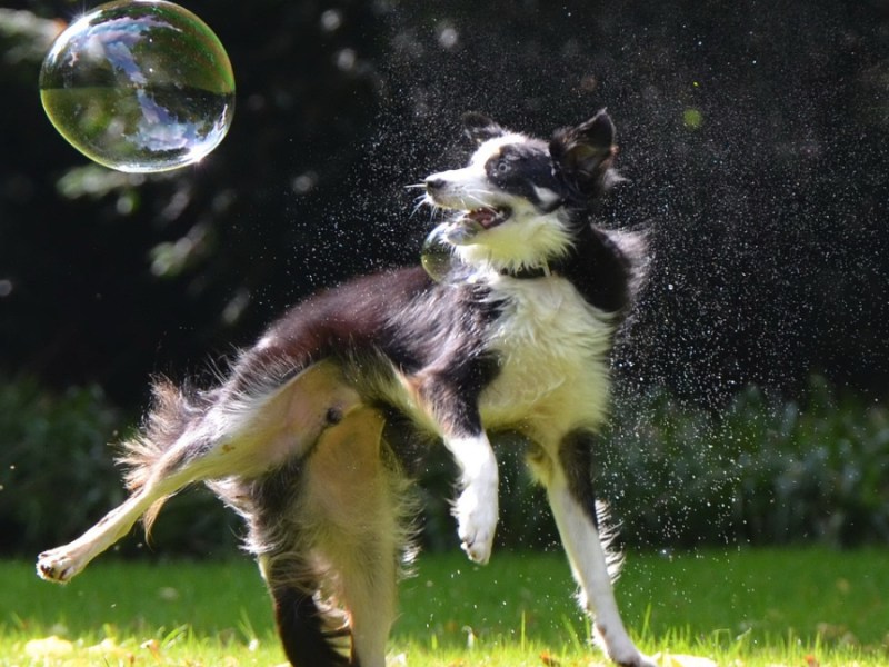 Ein im Sprung fotografierter Hund, der nach einer Seifenblase schnappt.