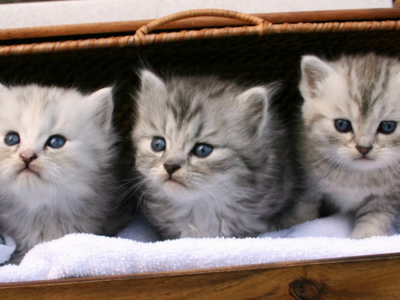 Drei süße Kätzchen.