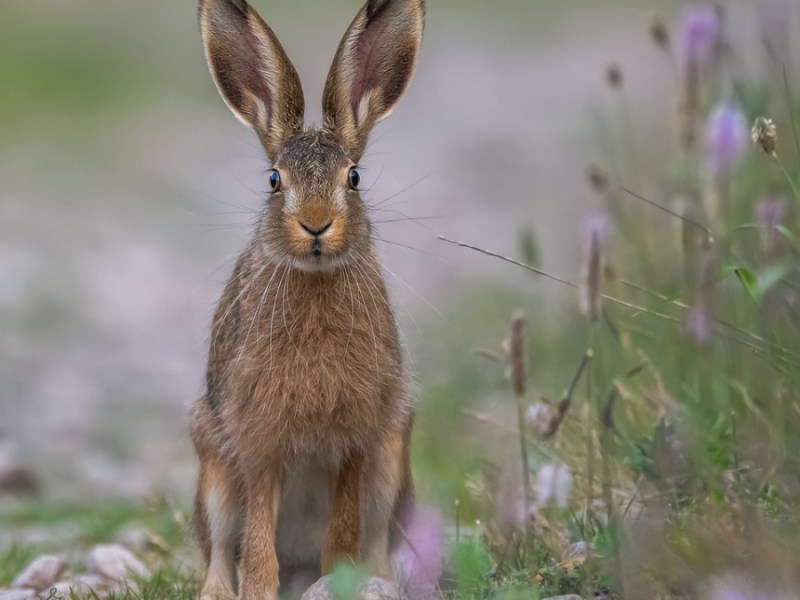 Ein Hase sitzt an einem Feldweg und richtet sich auf.