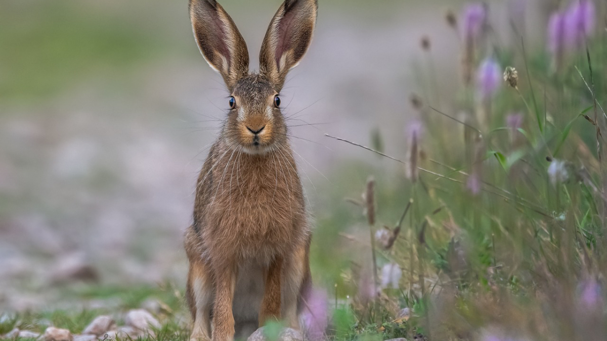 Ein Hase sitzt an einem Feldweg und richtet sich auf.