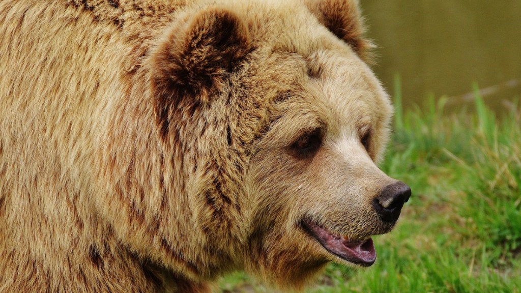 Ein Bild von einem Bären.