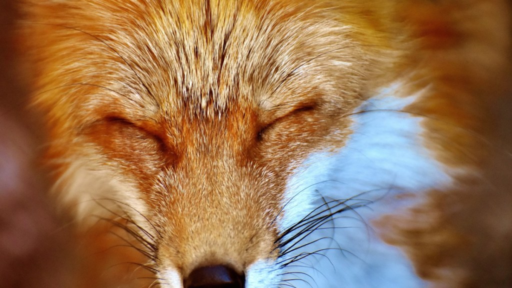 Ein Fuchs schließt die Augen.