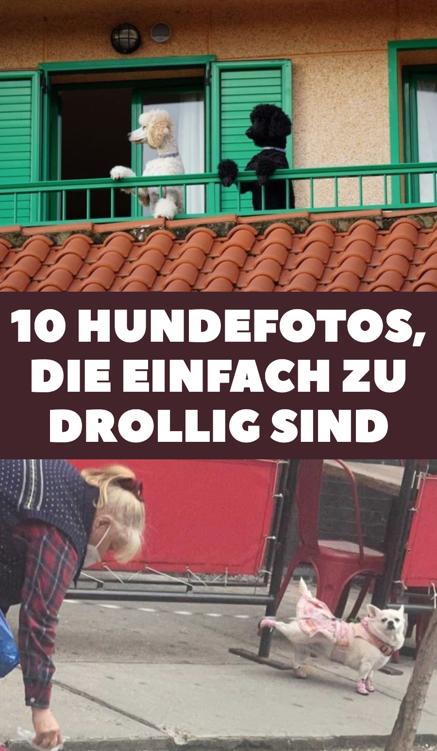 10 Hunde, die heimlich fotografiert wurden