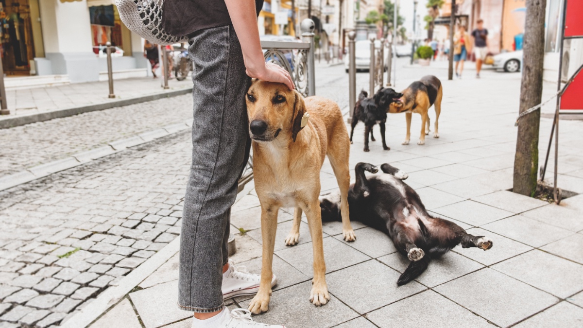 Ein Mann streichelt einen Hund auf dem Bürgersteig. Im Hintergrund sind weitere Hunde.