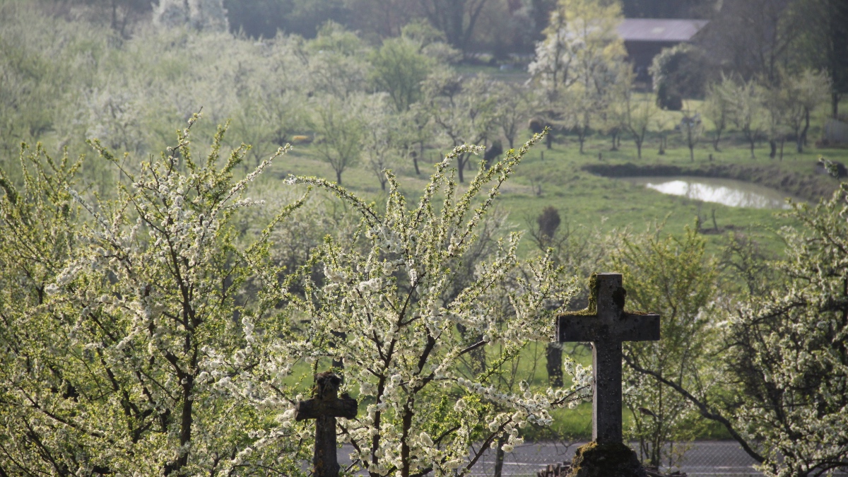 Blühende Obstbäume auf einem alten Friedhof.