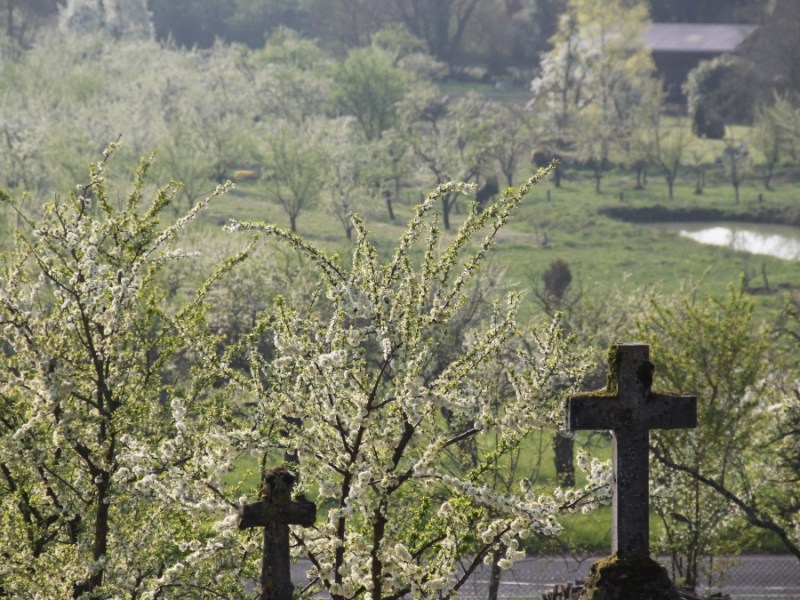 Blühende Obstbäume auf einem alten Friedhof.