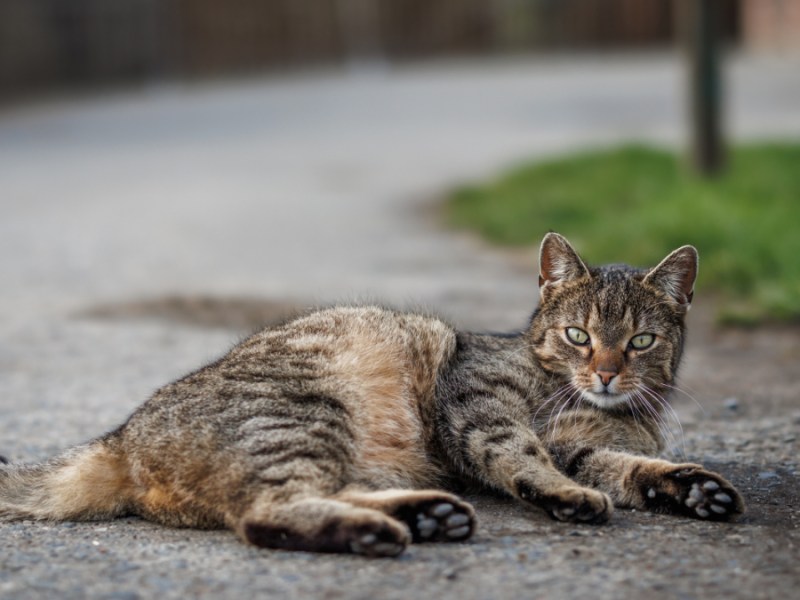 Eine getigerte Katze liegt auf einer Straße.