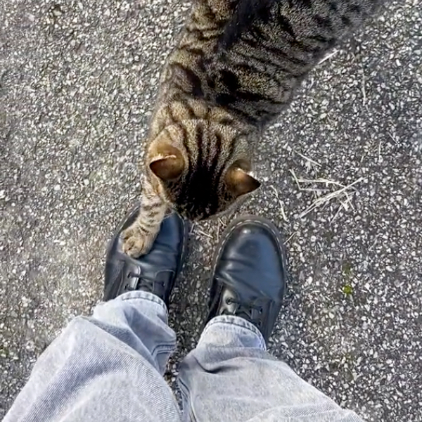 Eine getigerte Katze schärft ihre Krallen an einem Stiefel.