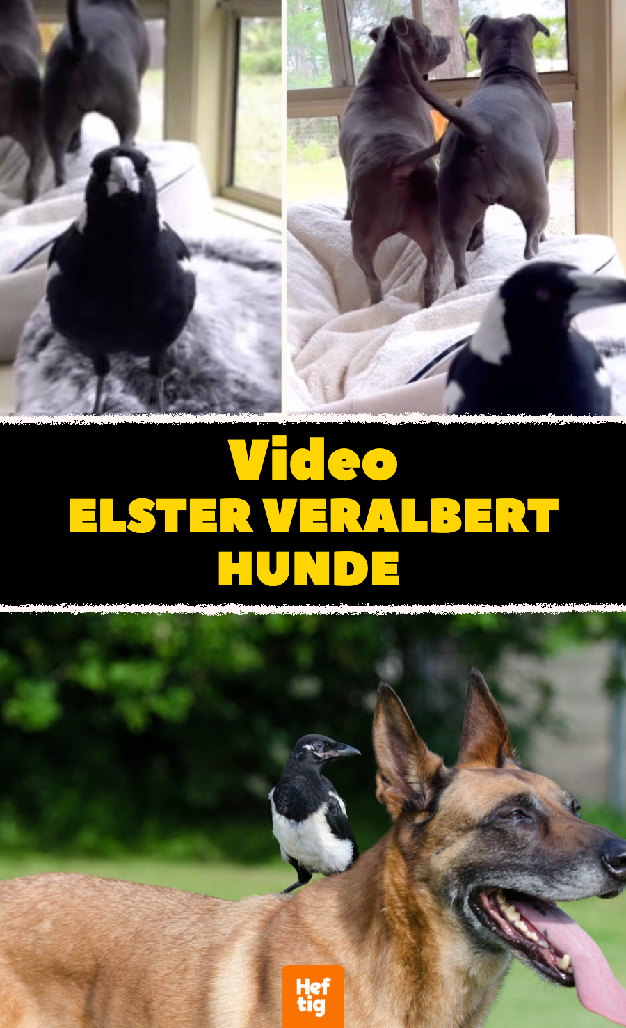 Lustiges Video: Elster macht Hunde nach