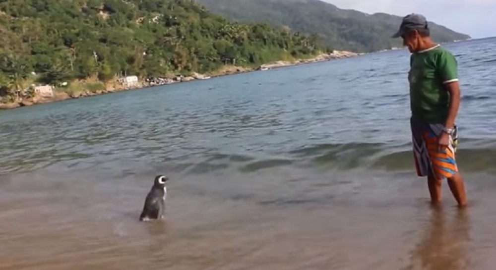 Ein Pinguin steht neben einem Mann an einem Strand im Wasser.