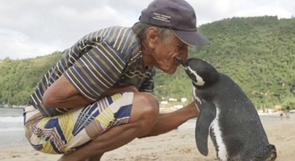 Ein Pinguin schnäbelt mit einem alten Mann an einem Strand.