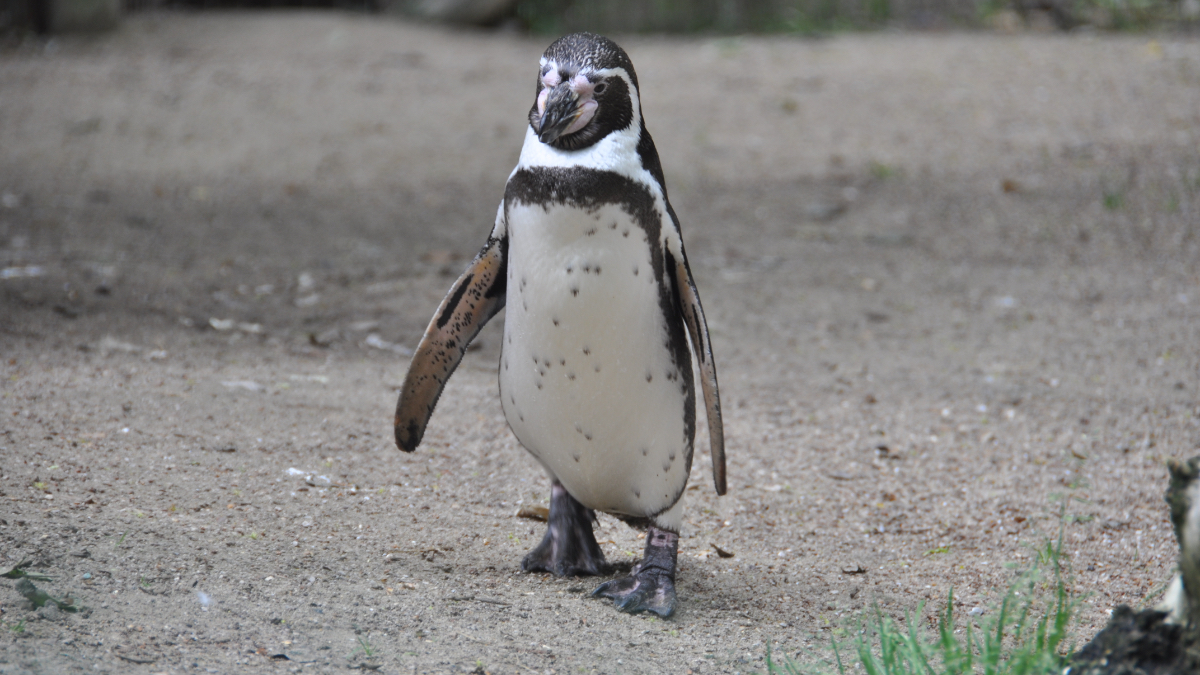 Dieser Pinguin schwimmt jedes Jahr 8000 km, um den Mann zu sehen, der ihm das Leben rettete