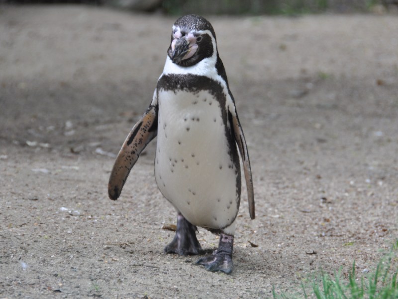 Dieser Pinguin schwimmt jedes Jahr 8000 km, um den Mann zu sehen, der ihm das Leben rettete