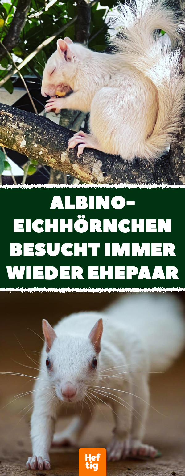 Albino-Eichhörnchen besucht immer wieder Ehepaar