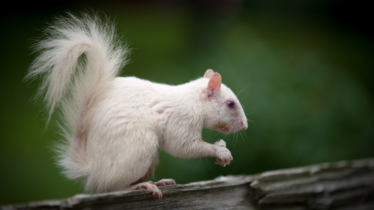 Ein Albino-Eichhörnchen.