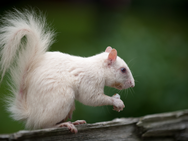 Ein Albino-Eichhörnchen.