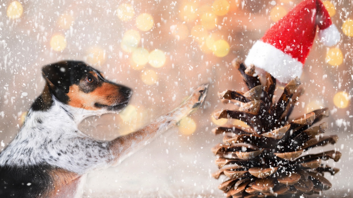 Eine Weihnachtskarte mit einem Hund vor einem verschneiten Hintergrund und einem Tannenzapfen mit Weihnachtsmütze.