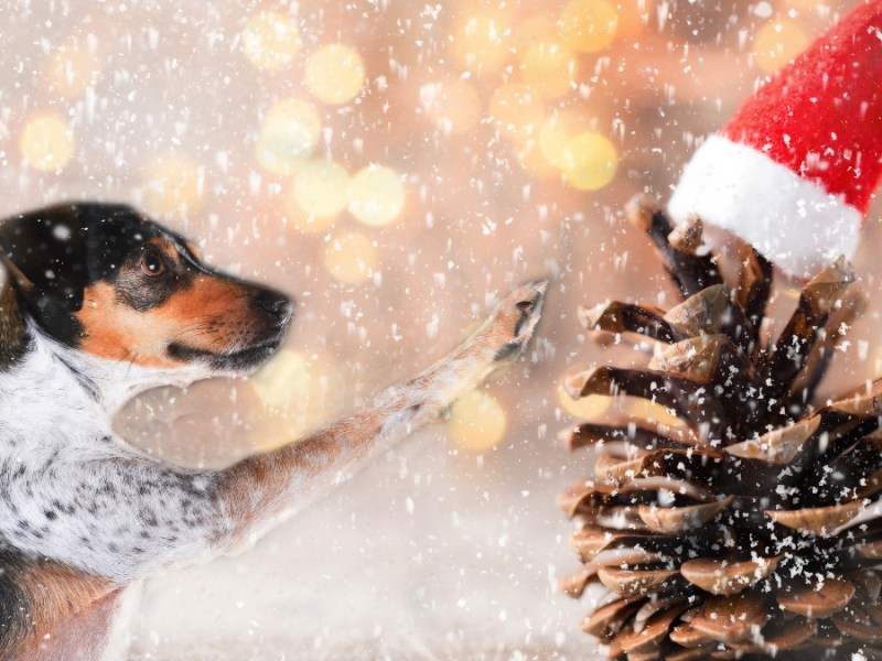 Eine Weihnachtskarte mit einem Hund vor einem verschneiten Hintergrund und einem Tannenzapfen mit Weihnachtsmütze.