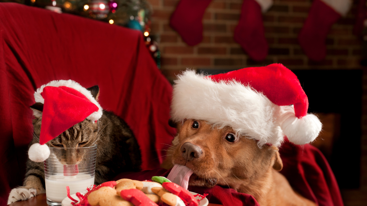 Weihnachten: 15 Hunde und Katzen, die Heiligabend ruinierten