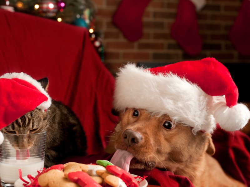 Eine Katze und ein Hund mit Weihnachtsmütze essen Weihnachtskekse und Milch.