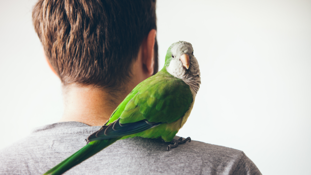 Ein Mann und ein Papagei, der auf seine Schulter sitzt.