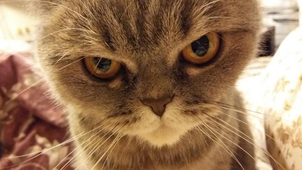 Witz des Tages: Katze trifft Mäuse im Himmel