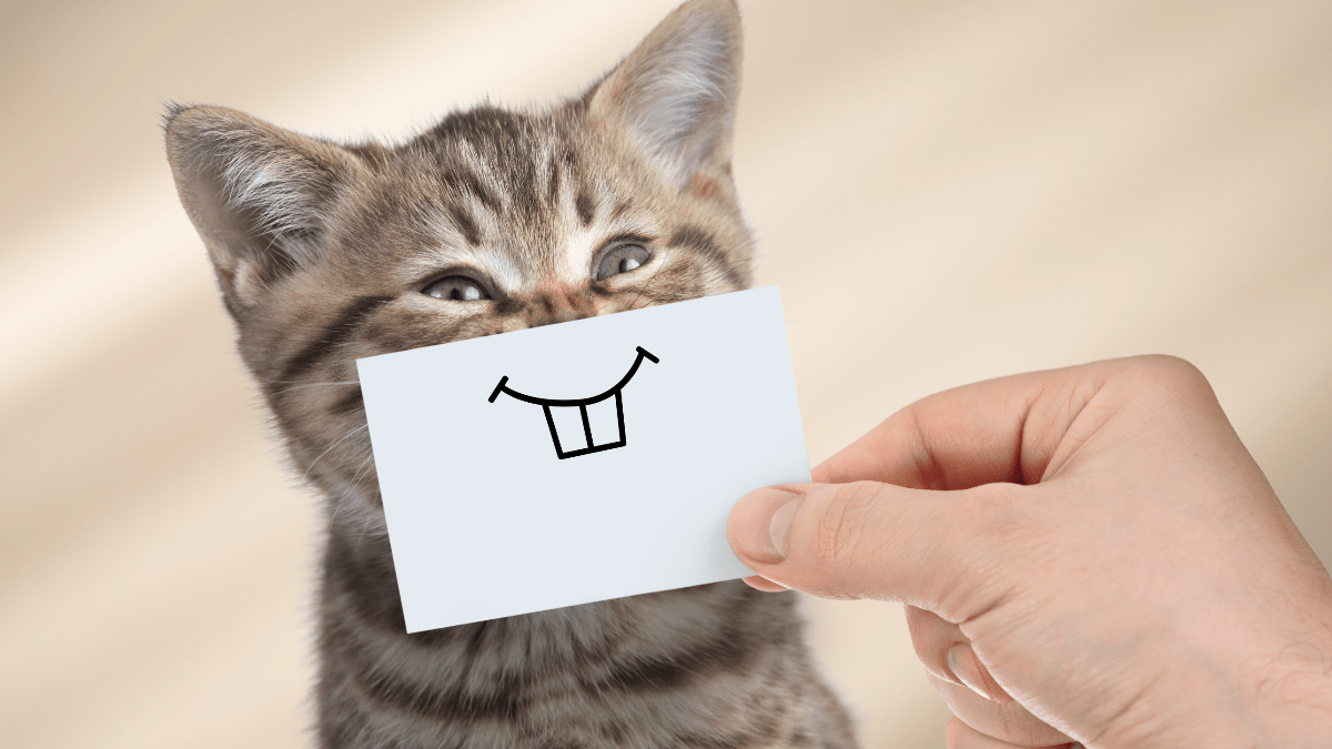 Eine Katze, vor der ein Stück Papier mit einem Lächeln gehalten wird.