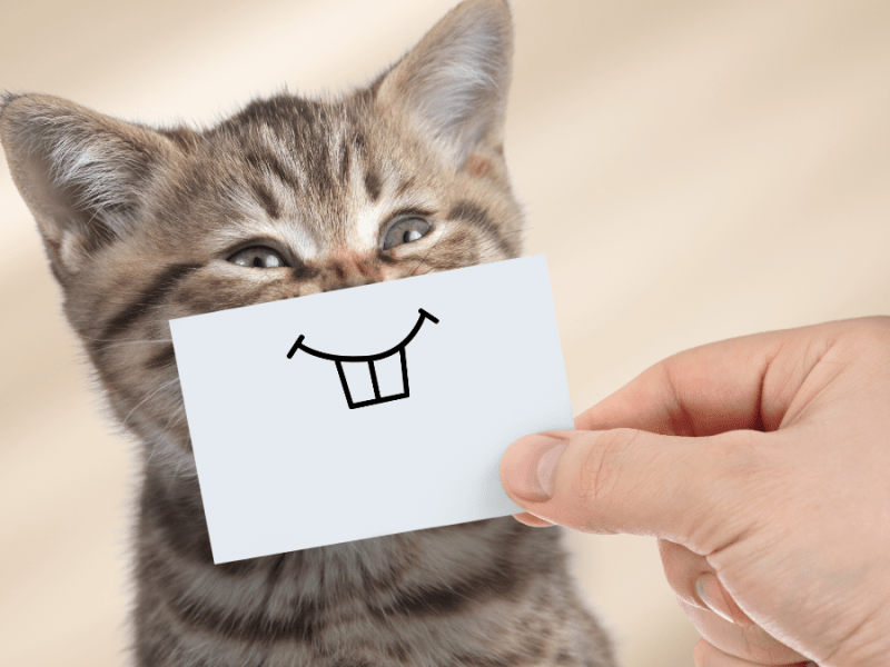 Eine Katze, vor der ein Stück Papier mit einem Lächeln gehalten wird.
