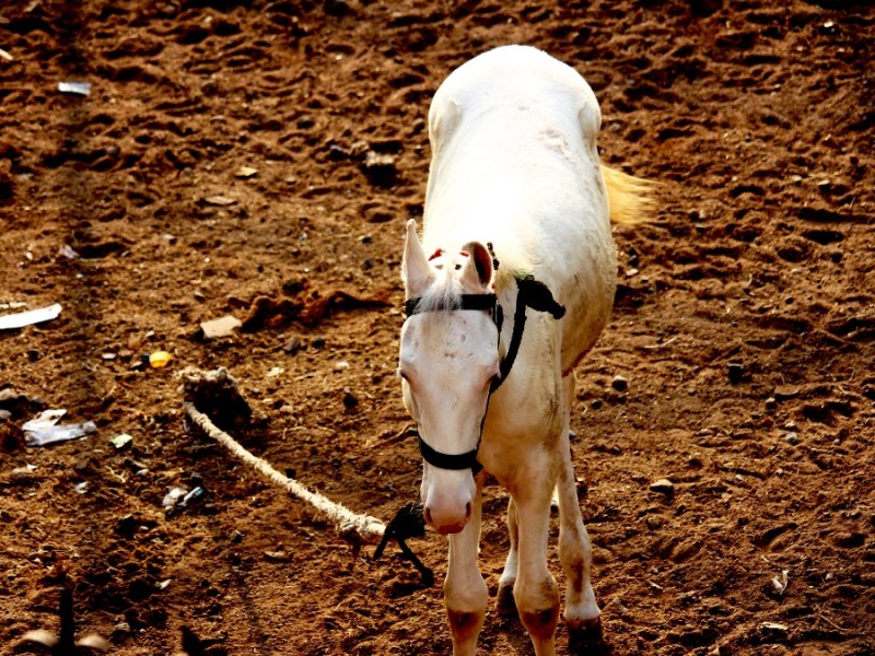 Ein weißes Pferd ist mit einem weißen Seil angebunden.