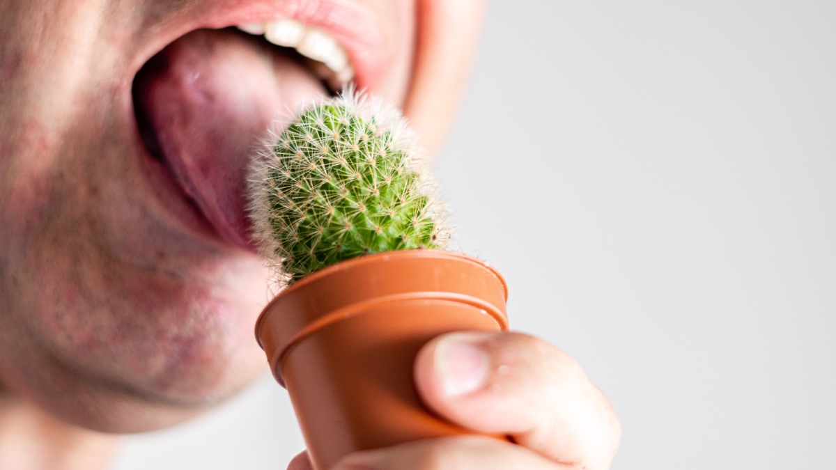 Mann leckt Kaktus.