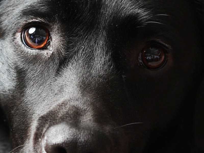 Nahaufnahme eines Labradors.